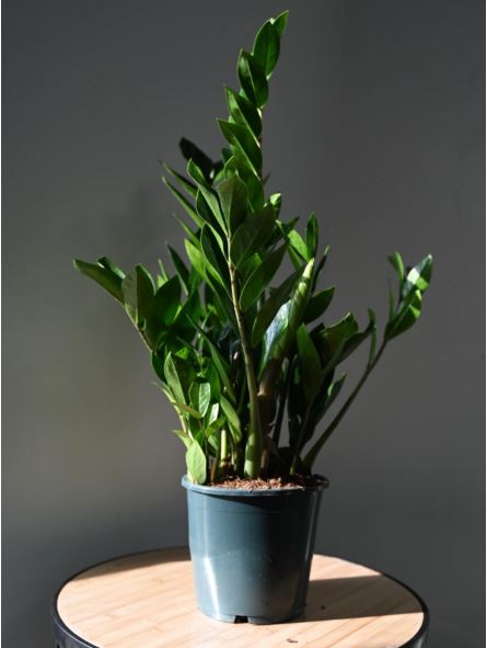 Zamioculcas Zamiifolia