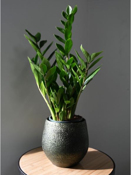 Zamioculcas Zamiifolia