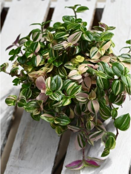 Tradescantia 'Tricolor Rosa'