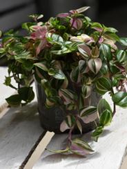 Tradescantia 'Tricolor Rosa'
