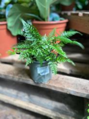 Polystichum 'tsus-simense'