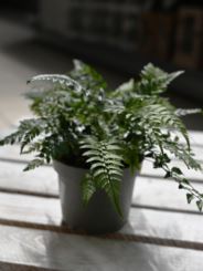 Polystichum 'tsus-simense'