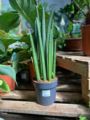 Sansevieria cylindrica 'Rocket'