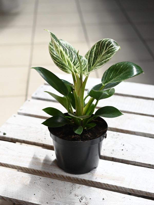 Philodendron 'White Weins'