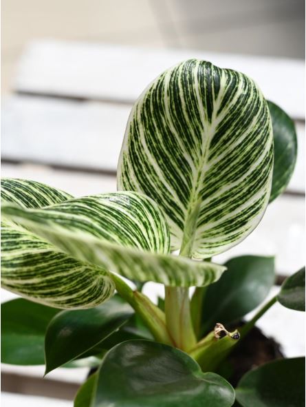 Philodendron 'White Weins'