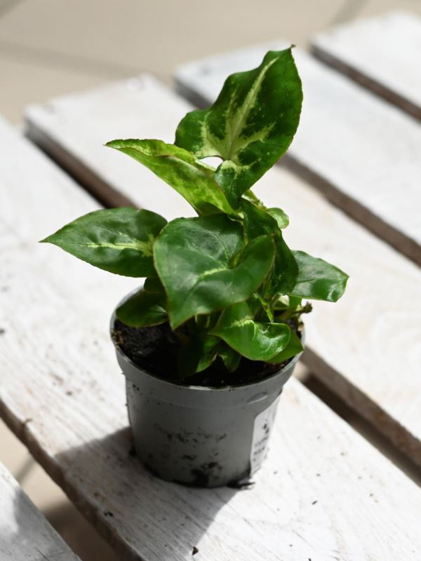 Syngonium 'Green Robusta'