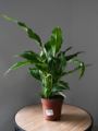Spathiphyllum 'Sweet Chico'