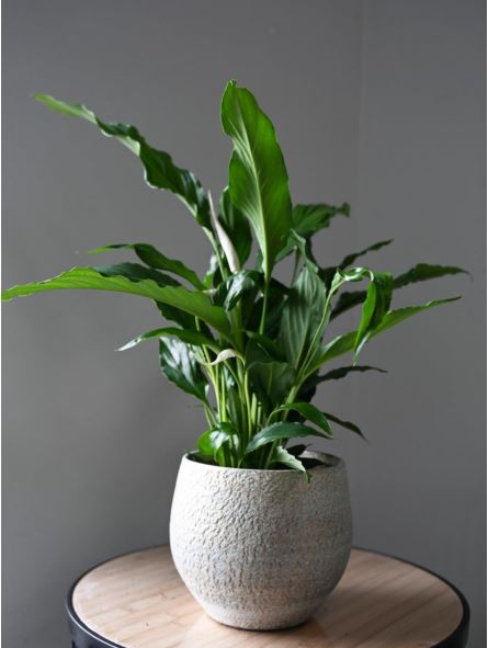 Spathiphyllum 'Sweet Chico'