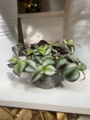 Tradescantia 'PINK JOY'