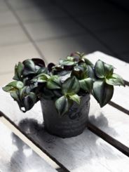 Tradescantia 'PINK JOY'