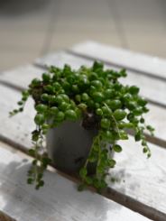 Senecio Rowleyanus