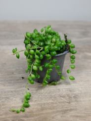 Senecio Rowleyanus