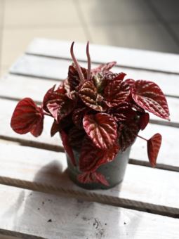 Peperomia caperata 'Quito'