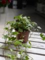Hedera helix 'Yellow Ripple'
