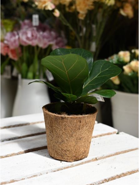 Ficus Lyrata