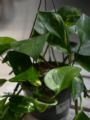 Epipremnum Pinnatum Aureum (Scindapsus)