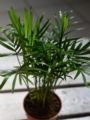 Chamaedorea elegans