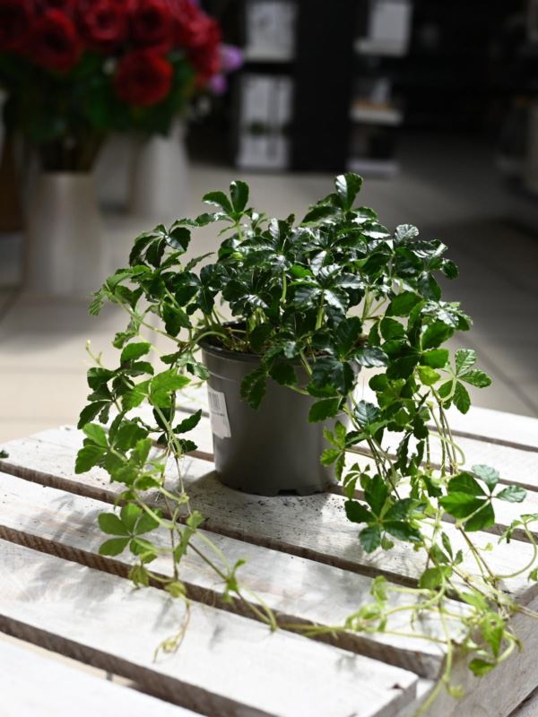 Cissus Striata Krebs