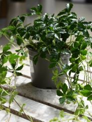 Cissus Striata Krebs