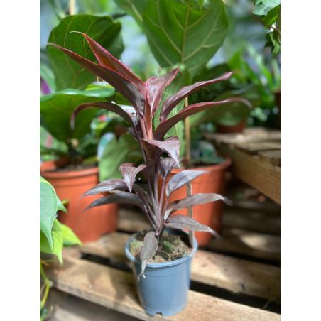 Cordyline fruticosa 'Mambo'