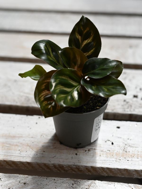 Calathea makoyana.