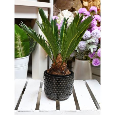 Cycas Revoluta