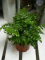 Asplenium Parvati