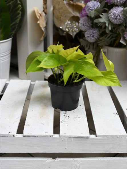 Epipremnum Neon Golden Pothos