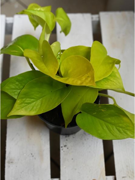Epipremnum Neon Golden Pothos