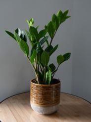 Zamioculcas zamiifolia