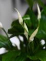 Spathiphyllum Bellini