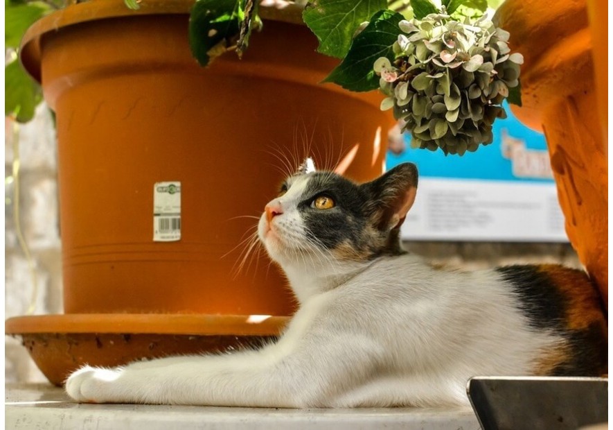 Jakie rośliny bezpieczne dla kota wybrać do domu?